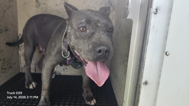 Shelter Stray Female Dog last seen Near BLOCK COLLINGHAM DR, DETROIT, MI 48205, 7401 Chrysler Dr, Detroit, MI 48211, USA