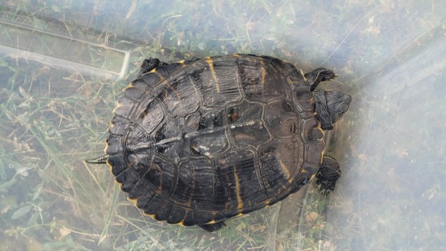 Shelter Stray Female Other last seen Near BLOCK PALLISTER ST, DETROIT, MI 48202, 7401 Chrysler Dr, Detroit, MI 48211, USA