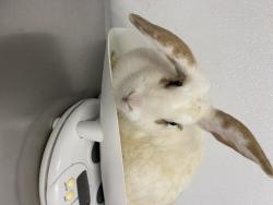 Shelter Stray Female Other last seen BERMUDA, 16 Barnes Ct, Hayward, CA 94544, USA