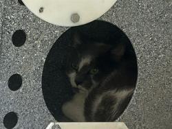 Shelter Stray Female Cat last seen , 1601 Airport Rd, Shelby, NC 28150, USA