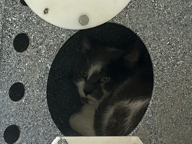 Shelter Stray Female Cat last seen , 1601 Airport Rd, Shelby, NC 28150, USA