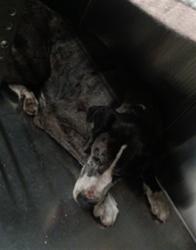 Shelter Stray Male Dog last seen , 1850 W 60th St, Los Angeles, CA 90047, USA