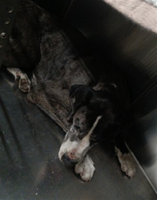 Shelter Stray Male Dog last seen , 1850 W 60th St, Los Angeles, CA 90047, USA