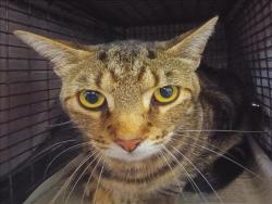 Shelter Stray Male Cat last seen , 1850 W 60th St, Los Angeles, CA 90047, USA