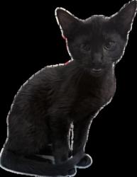 Shelter Stray Male Cat last seen , 3201 Lacy St, Los Angeles, CA 90031, USA