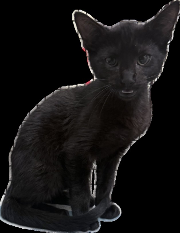 Shelter Stray Male Cat last seen , 3201 Lacy St, Los Angeles, CA 90031, USA