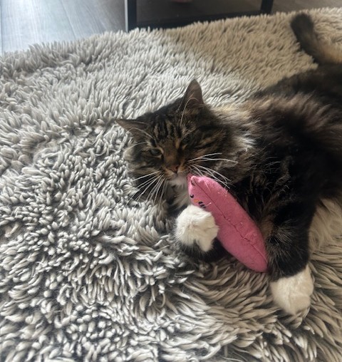 Shelter Stray Male Cat last seen , 3201 Lacy St, Los Angeles, CA 90031, USA