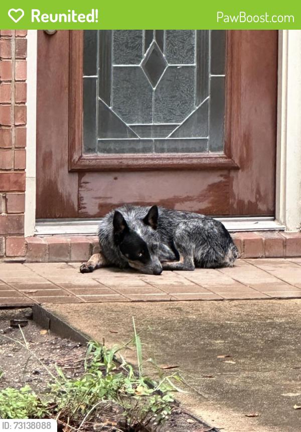 Reunited Male Dog last seen Stone Canyon neighborhood, Round Rock, TX 78681