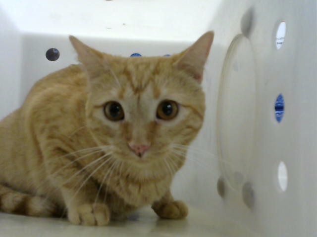Shelter Stray Female Cat last seen , 8920 Lomas Blvd NE, Albuquerque, NM 87112, USA
