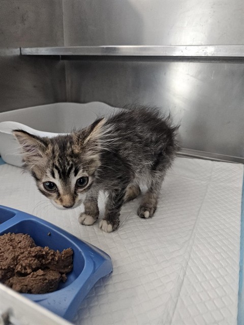 Shelter Stray Female Cat last seen Near BLK WHITE LN,BAKERSFIELD,CA, 201 S Mt Vernon Ave, Bakersfield, CA 93307, USA