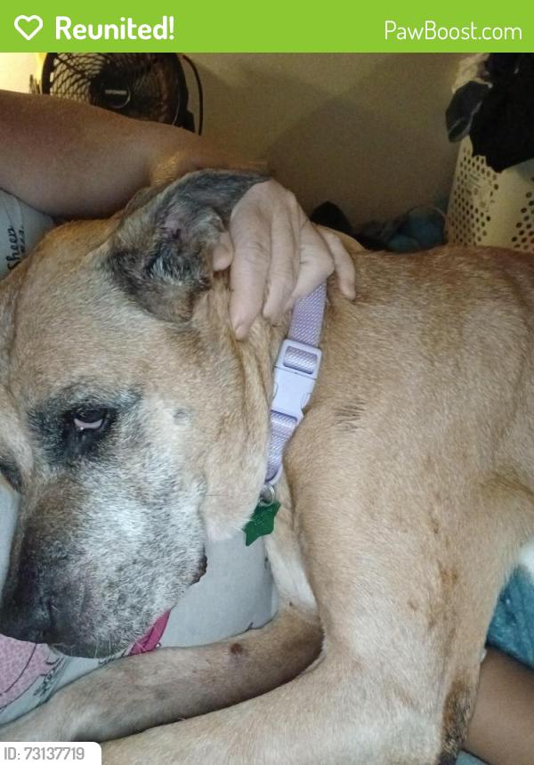 Reunited Female Dog last seen 3rd ave and Booker street, Titusville, FL 32780