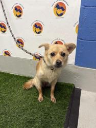 Shelter Stray Female Dog last seen KOZY ACRES DR, 19640 Dogpatch Ln, Land O' Lakes, FL 34638, USA
