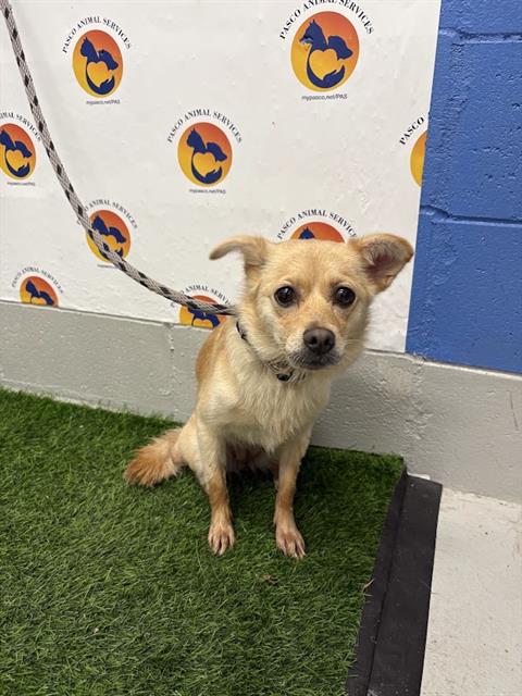 Shelter Stray Female Dog last seen KOZY ACRES DR, 19640 Dogpatch Ln, Land O' Lakes, FL 34638, USA