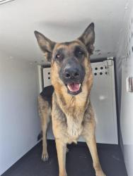 Shelter Stray Female Dog last seen Near BLOCK PADRE ST, BAKERSFIELD CA, 201 S Mt Vernon Ave, Bakersfield, CA 93307, USA