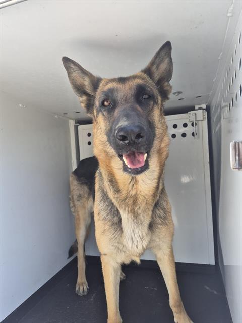 Shelter Stray Female Dog last seen Near BLOCK PADRE ST, BAKERSFIELD CA, 201 S Mt Vernon Ave, Bakersfield, CA 93307, USA