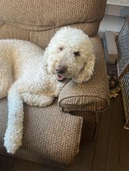 Lost Female Dog last seen Water Street of Pacific, Henderson, NV 89015