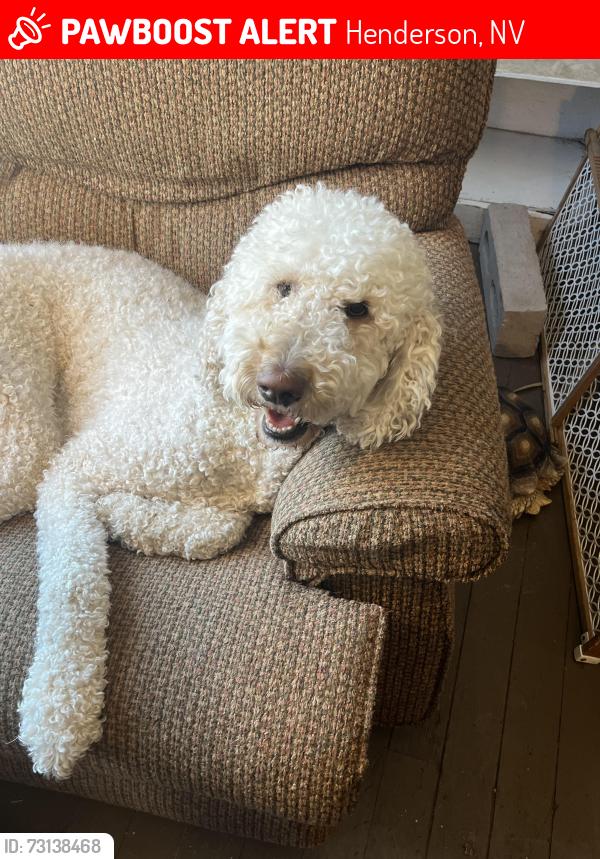 Lost Female Dog last seen Water Street of Pacific, Henderson, NV 89015