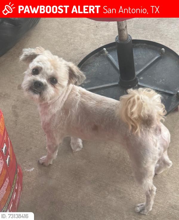 Lost Male Dog last seen Mission del lago neighborhood, San Antonio, TX 78221