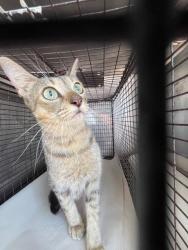 Shelter Stray Female Cat last seen Near BLOCK SW 103RD AVE, 3599 NW 79th Ave, Doral, FL 33122, USA