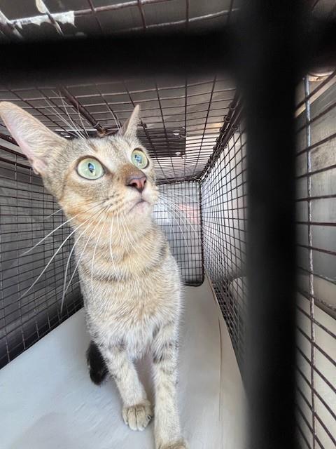 Shelter Stray Female Cat last seen Near BLOCK SW 103RD AVE, 3599 NW 79th Ave, Doral, FL 33122, USA