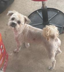 Lost Male Dog last seen Mission del lago neighborhood, San Antonio, TX 78221
