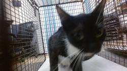 Shelter Stray Female Cat last seen Near BLOCK SW 13 TER, 3599 NW 79th Ave, Doral, FL 33122, USA
