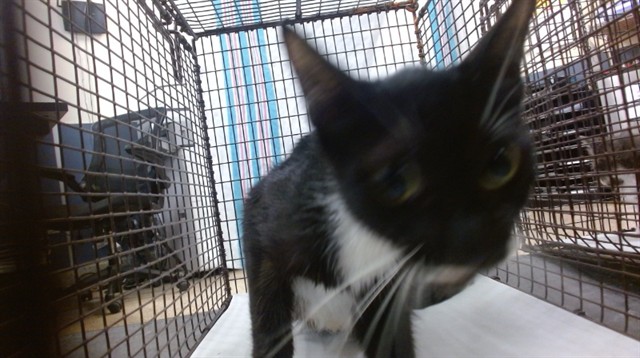 Shelter Stray Female Cat last seen Near BLOCK SW 13 TER, 3599 NW 79th Ave, Doral, FL 33122, USA