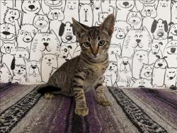 Shelter Stray Male Cat last seen , 957 N Gaffey St, San Pedro, CA 90731, USA