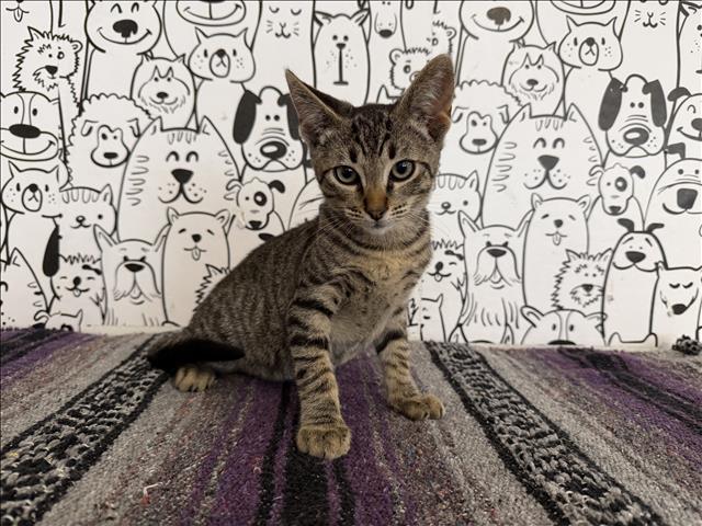 Shelter Stray Male Cat last seen , 957 N Gaffey St, San Pedro, CA 90731, USA