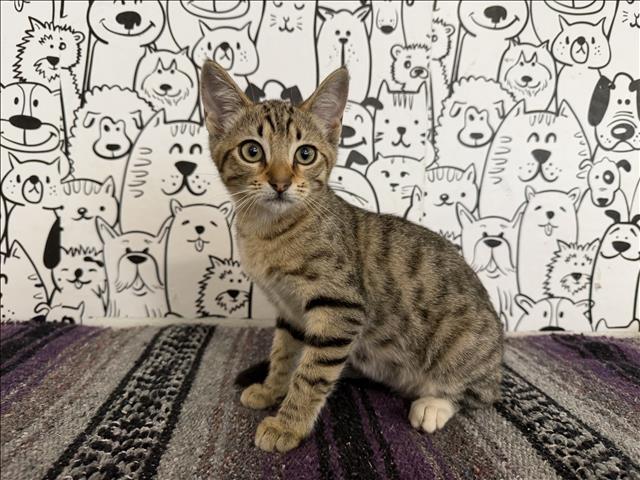 Shelter Stray Female Cat last seen , 957 N Gaffey St, San Pedro, CA 90731, USA