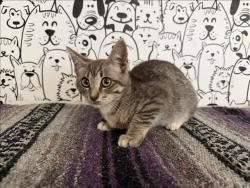 Shelter Stray Female Cat last seen , 957 N Gaffey St, San Pedro, CA 90731, USA