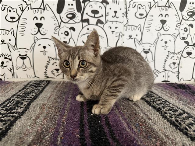 Shelter Stray Female Cat last seen , 957 N Gaffey St, San Pedro, CA 90731, USA