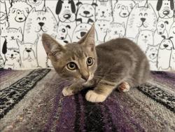 Shelter Stray Male Cat last seen , 957 N Gaffey St, San Pedro, CA 90731, USA
