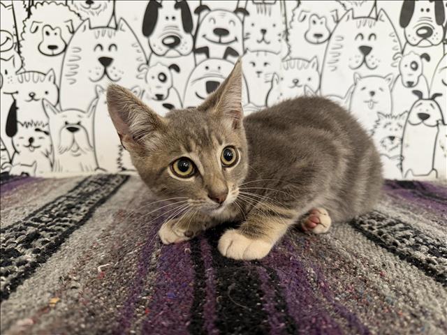 Shelter Stray Male Cat last seen , 957 N Gaffey St, San Pedro, CA 90731, USA