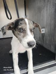 Shelter Stray Male Dog last seen Near BLOCK BERYL COVE, 4710 TX-151, San Antonio, TX 78227, USA