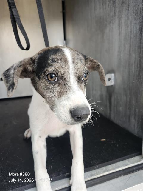 Shelter Stray Male Dog last seen Near BLOCK BERYL COVE, 4710 TX-151, San Antonio, TX 78227, USA