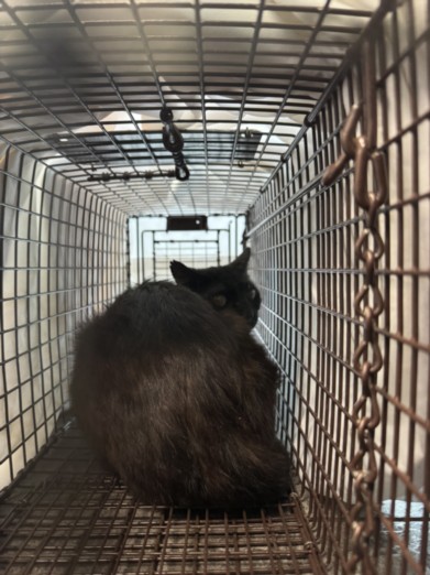 Shelter Stray Male Cat last seen , 11361 W Pico Blvd, Los Angeles, CA 90064, USA