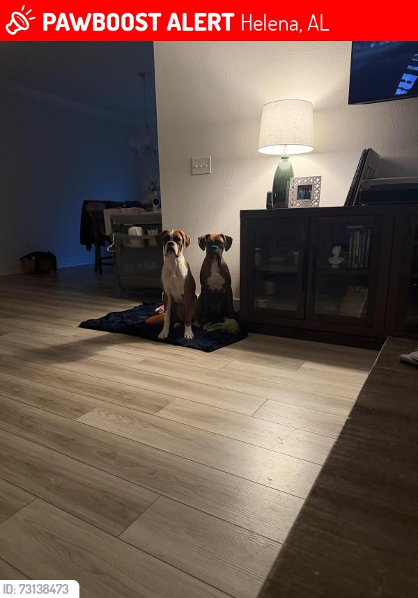 Lost Female Dog last seen Near Glen gate dr, Helena, AL 35022