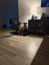 Lost Female Dog last seen Near Glen gate dr, Helena, AL 35022