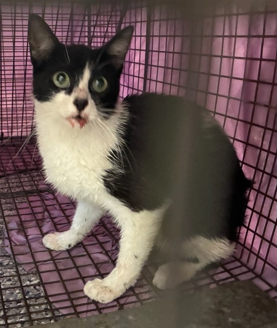 Shelter Stray Female Cat last seen Near BLOCK CLAYTON ST, 12155 Park Blvd, Brighton, CO 80601, USA