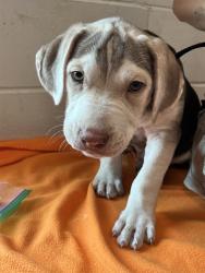 Shelter Stray Male Dog last seen PINE LAKES & ILEX TRAIL EUSTIS, 12280 County Rd 448, Tavares, FL 32778, USA