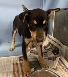 Shelter Stray Male Dog last seen Near BLOCK S K ST, 333 Chandler Pl, San Bernardino, CA 92408, USA