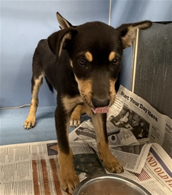 Shelter Stray Male Dog last seen Near BLOCK S K ST, 333 Chandler Pl, San Bernardino, CA 92408, USA