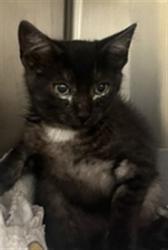 Shelter Stray Female Cat last seen , 232 Eslinger Way, Sanford, FL 32773, USA