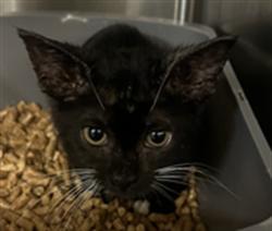 Shelter Stray Female Cat last seen , 232 Eslinger Way, Sanford, FL 32773, USA