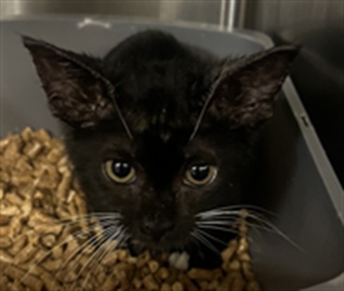 Shelter Stray Female Cat last seen , 232 Eslinger Way, Sanford, FL 32773, USA