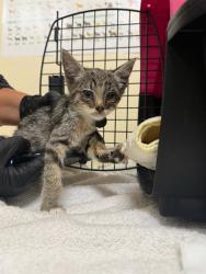 Shelter Stray Female Cat last seen ARDENWOOD, 1950 Stevenson Blvd, Fremont, CA 94538, USA