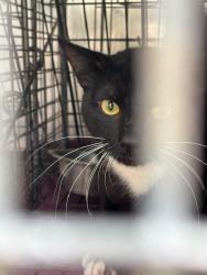 Shelter Stray Unknown Cat last seen , 232 Eslinger Way, Sanford, FL 32773, USA