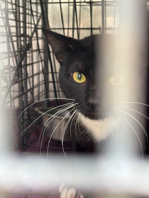 Shelter Stray Unknown Cat last seen , 232 Eslinger Way, Sanford, FL 32773, USA