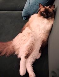 Reunited Female Cat last seen Garden street, Nottingham, England 